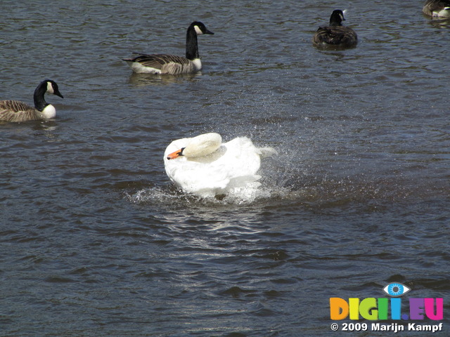 SX03581 Bathing mute swan (Cygnus Olor) with Canada geese (Branta Canadensis) in background